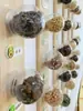 Museu de Sementes DIY para Jardim de Infância Caixa de Materiais de Criação Ambiental Corredor da Escola Arranjo de Criação Ambiental Caixa de Sementes