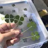 Una Hoja, Un Amuleto de la Suerte, Lindo Trébol de Cuatro Hojas de la Suerte, Tarjeta Transparente de Hierba Cruda Natural, Marcapáginas Nuevo, Cumplimiento de Deseos, Sanación