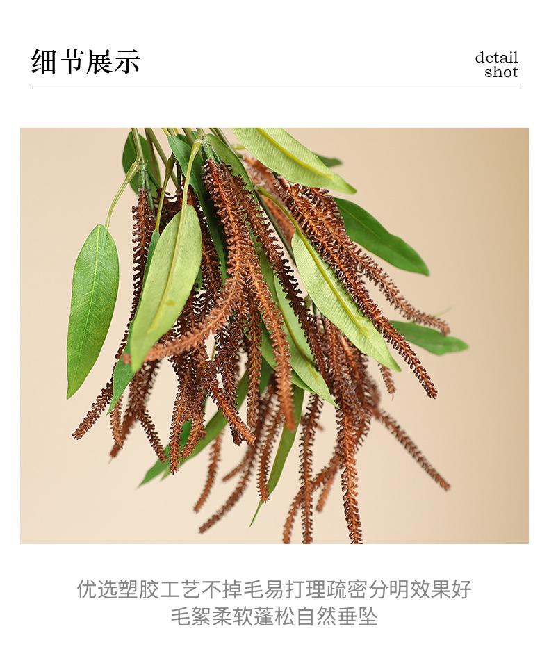 单枝鼠尾草_11.jpg