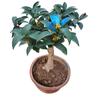 Plántulas de Osmanthus Tianxiang Taige en maceta, bonsái injertado, pila antigua, tocón de árbol nativo, fragancia intensa, dorado en flor en todas las estaciones.
