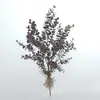 Suministrado Directamente del Fabricante a Amazon para Celebraciones de Bodas Transfronterizas, Grandes Ramilletes de Follaje de Eucalipto para Fondos Decorativos, Arreglos Florales y Decoración del Hogar