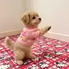 Roupas para Gatinhos, Suéteres Pequenos para Gatos e Cachorros, Roupa de Casa para Gatinhos, Degradê Dourado, Degradê Prateado, Quente para Outono e Inverno