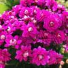 Enviado con capullos de florPlanta de Kalanchoe en maceta con pétalos dobles, Variedad de flor grande Paris, Planta verde de interior, Planta en maceta para uso en interiores