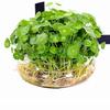 Dropshipping Planta hidropónica Hierba de dinero de cobre Hierba de dinero con hojas Plantas florales y verdes de interior criadas en agua Oficina en maceta Cuatro