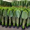 Simulación de comercio exterior taro verde simulación taro de hadas bonsái planta de simulación Guanyin goteante adornos decorativos en maceta venta al por mayor