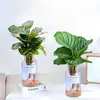 Plantas hidropônicas fáceis de cultivar em ambientes internos Calathea Maçã Verde planta verde planta em vaso adequada para todas as estações sala de estar escritório mesa folhas grandes tolerante à sombra