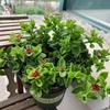 Clorofito Peonía con Capullos Planta Colgante en Maceta Planta de Interior Balcón Florece en Todas las Estaciones para Purificar el Aire y Absorber Formaldehído Plantas Verdes