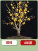 Plántulas de Wintersweet en Maceta Resistentes al Frío Bonsái de Tronco Viejo Plantas con Flor Flores de Interior Todo el Año Wintersweet Nativo Rojo y Verde Balcón