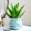 Aloe Vera en Maceta Interior Eliminación de Formaldehído Purificador de Aire Planta Verde Escritorio de Oficina Suculenta Fácil de Cultivar Flores y Cactus Todo el Año