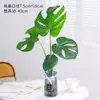 Planta Hidropônica Monstera Planta Verde Purificação do Ar Interno Ave do Paraíso Folha Grande Folhagem Perene de Interior Vaso Tronco Velho