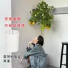 Planta de Limonero en Maceta con Fruta Comestible Planta Verde Alta para Sala de Estar Planta Grande Interior Balcón Perenne Todo el Año