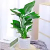 Plantas de Interior Grandes de Moda, Strelitzia Reginae, Plantas Verdes Grandes en Maceta para Sala de Estar y Oficina