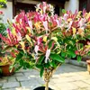 Plántulas de madreselva, plantas trepadoras, plantas de cuatro estaciones, flores trepadoras, plantas ornamentales para jardines, plantas de hoja perenne, adecuadas para balcones y macetas, plantas con flores