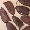 Material de cascabel de cáscara de fruta natural para accesorios de cuentas de llavero DIY hechos a mano, accesorios de pulsera, material de colgante de carillón de viento creativo
