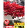 Venta al por mayor Plántulas de Arce Rojo Japonés Cuatro Estaciones Wumei Rojo Plantación en Suelo de Patio Árboles Grandes Resistentes al Frío Plantas de Forestación para Exteriores Viento