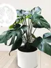 Suporte de Fixação de Raiz de Planta em Acrílico para Evitar Tombamento, Haste de Suporte para Monstera, Fixador de Planta Verde Folha de Mola, Estrutura de Agrupamento