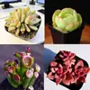 Base de planta suculenta autoproducida y autovendida al por mayor suculentas pequeñas combinación de flores plantas en maceta plantas carnosas Lithops Haworthia