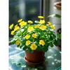Planta de Centella Asiática en Flor para Atraer Riqueza, Planta Hidropónica para Escritorio de Oficina, Flor de Planta del Dinero para Cultivo en Agua Interior