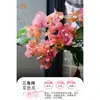 Plántulas de Árbol de Ciruelo Triangular con Flores en Maceta, Plantas Maduras Grandes, Zhanghongying, Plantas Trepadoras de Gama Alta para Balcón Interior, Florecen en Múltiples Estaciones