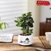 Bolsa de Dinero Fulu Tong Planta en Maceta Dinero Múltiple Planta Verde Escritorio Oficina Adorno Atractor de Fortuna Cuatro Estaciones Absorción de Formaldehído