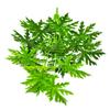 Simulación de planta verde transfronteriza, hoja de papaya, árbol falso, bonsái de hoja falsa, decoración para el hogar, sala de estar, paisaje ecológico.