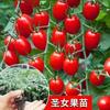 Plántulas de hortalizas, plántulas de pimiento verde, tomates, plántulas de tomate, pimiento de fruta, luffa, berenjenas, plántulas de pepino, plantación de huertos en balcones.