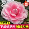 Dropshipping Plántulas de Camelia Xiangfei Plantas de Camelia en Maceta Florecen en Todas las Estaciones y Son Buenas para Alimentar Interiores Sala de Estar Balcón Exterior
