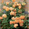 Rosa miniatura, rosa de floración abundante, multiflora, tipo mini, florece todo el año en macetas de balcón