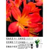 Orquídea Mariposa Monje Clivia Auténtica en Maceta Redonda con Capullos en la Sala de Estar y la Oficina Plántulas de Orquídea Florecen en Todas las Estaciones