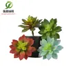 Simulación planta suculenta súper grande tamaño pequeño suculenta bonsái planta verde flor de plástico en maceta micro paisaje con pared vegetal