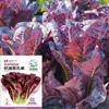 Semillas de Col Pavo Real, Semillas de Lechuga Cuatro Estaciones, Plantas en Maceta para Jardín de Balcón, Semillas de Verdura Pavo Real Morado Erguido de Maduración Temprana