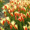 Bulbos de Tulipán de Temporada, Plantas Florales Perennes Pequeñas, Importados de los Países Bajos, Adecuados Tanto para Maceta como para Plantar en el Suelo, Plantas Fáciles para Principiantes