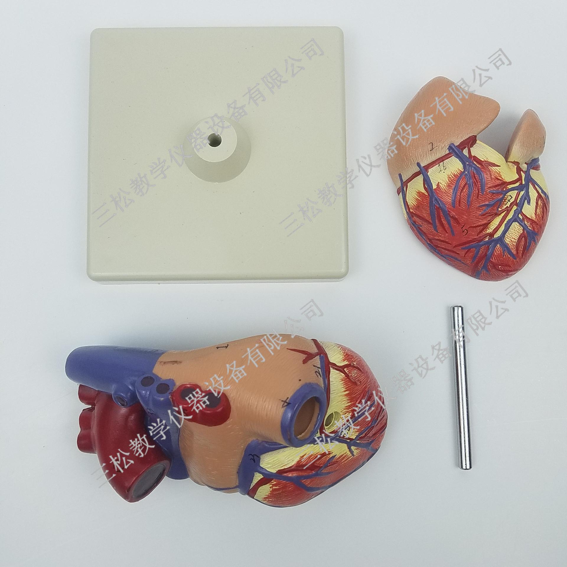 出口型心脏解剖模型细节图3_副本