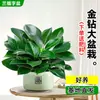 Planta Diamante Dourado em Vaso Grande, Planta Hidropônica Princesa Verde para Escritório, Planta Verde com Folhas Grandes que Remove Formaldeído