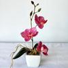 Cross-border Nova Imitação Phalaenopsis Mini Bonsai Decoração de Mesa Falsa Vasos de Plantas Decorações de Quarto