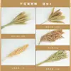 Comida para hámsteres grano lecho para mascotas mijo trigo avena comida para mascotas cáscaras de grano amarillo decoración de nido para mascotas comida para hámsteres