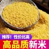 Novo Mingau de Painço Amarelo 2024, Painço Amarelo Pequeno, Painço de Grão Novo de Shanxi, Painço Integral, Painço Aromático e Pegajoso para Cozinhar Mingau