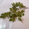 Venta al por mayor de fábrica 2022 nueva planta verde artificial hoja de té madera hoja camino fila de flores flor artificial decoración de boda material de hoja