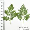Artemisa hojas de pino hojas reales flores secas especímenes de plantas en relieve material DIY goteando goma flores secas velas de aromaterapia para pegar flores