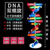 Modelo de estructura de doble hélice de ADN, par de bases grande 3212, instrumento de enseñanza genética biológica para estudiantes de secundaria.