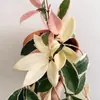 Flor Folha Bola Orquídea Rosa Variegada Bola Borda Dourada Flores Plantas Verdes Varanda Pendurar Trepadeira Plantas Floridas Plantas em Vasos Interior