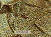 Estampado de Leopardo Serigrafía Flor Sading Tela Tela de Seda Decoración Sombrerería Accesorios para el Cabello Ropa DIY Hecho a Mano Tela de Flores
