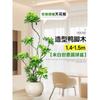 Planta de Vaso Grande de Interior da Planta Perene Schefflera Arborvitae para a Sala de Estar, Design de Chão