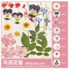 Paquete de Materiales DIY de Flores Secas Flores Prensadas Hechas a Mano Flores Conservadas Marcadores de Libros de Flores Prensadas Hojas de Árbol Real Plantas Pegatinas de Resina Maquillaje Facial