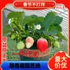 Plantones de Fresa Cuatro Estaciones para Envío Directo, Plantones de Fresa Roja Leche en Maceta para Balcón con Suelo, Fruta, Flores y Macetas para el Año