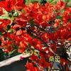 Planta Vaso Buganvília Vermelha Pétalas Duplas com Flores, Mudas de Buganvília, Variedades de Flores Prolíficas, Trepadeira Tronco Velho Plantas de Flor Internas para Todas as Estações