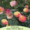 Rosa Grande Muda Flor de Rosa Muda Trepadeira Rosa Floresce em Todas as Estações Flores Extra Grandes Fragrância Forte Planta Trepadeira Rosa Flor de Parede Rosa Planta em Vaso