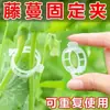 Clips para Plantas y Frutas, Clips de Plástico para Atar Enredaderas, Clips para Ramas, Clips para Colgar Enredaderas, Clips de Soporte para Enredaderas, Clips para Tomates, Clips de Fijación para Enredaderas