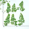 Planta de flor de helecho Adiantum espécimen flor seca flores prensadas marcapáginas bolsa de materiales hechos a mano para niños