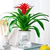 Plántulas de palma roja de la suerte en macetas grandes, adecuadas para exhibición en la sala de estar, flores y plantas hidropónicas cultivadas en casa, fáciles de cuidar en interiores y prosperan en todas las estaciones.